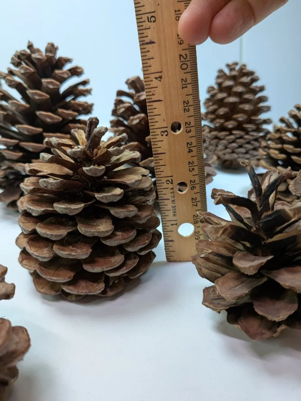 Natural Pine Cones Lot of 17 Assorted 3-4